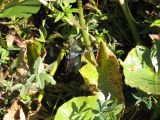 Day 4 - Dragonfly in motion Day 4 - Dragonfly in motion